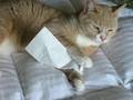 Brandy with receipt