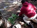 Modern Bear Trap