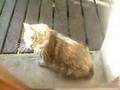 Chat délirant , fou ...