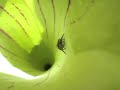 Jumping Spider tries to escape Sarracenia flava Jumping Spider tries to escape Sarracenia flava