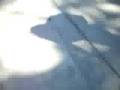 videos de funniest video ever