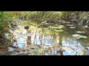 Sound of leaves