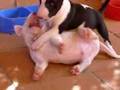 CACHORROS BULL TERRIER
