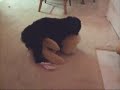 FUNNY! Dog Humping a Stuffed Animal Bunny Rabbit FUNNY! Dog Humping a Stuffed Animal Bunny Rabbit