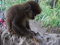 Pet Monkey in Congo