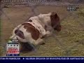 polémica sobre el uso de animales i