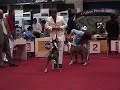 Expocan 2008 Boxer