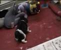 Cliquez pour voir la vid�o