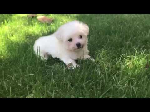 Romeo is a super laid back tiny MaltiPoo