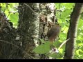 Squirrel in the Honey Tree