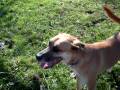 Dogs play in big leaf pile