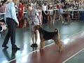 Airedales - Interra 2007 - Winner Class