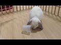 Click here to watch this video ひとりでたべ、れ、、、でふ？