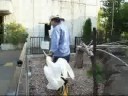 Triton Cockatoo-1 Way home