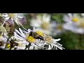 Honey bee taking off from Asters Honey bee taking off from Asters