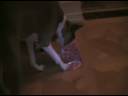 Lucy the basenji gets a christmas treat