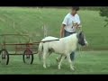 Miniature horse learning to drive Miniature horse learning to drive