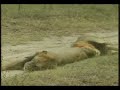 WILDEARTH DJUMA MAPOGOS AFTER KILLING LIONESS PT 1 WILDEARTH DJUMA MAPOGOS AFTER KILLING LIONESS PT 1