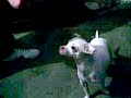 Endy el perro bailarin XD Endy el perro bailarin XD