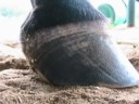 Heel height and coffin bone deformity? Heel height and coffin bone deformity?