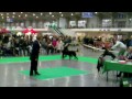 Gordon setter Show, seter szkocki