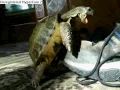 Turtle Humps Shoe