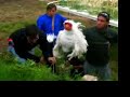 Animatronic Chicken Character