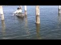 Kayak Fishing Redfish on the MS Gulf Coast - YouTube