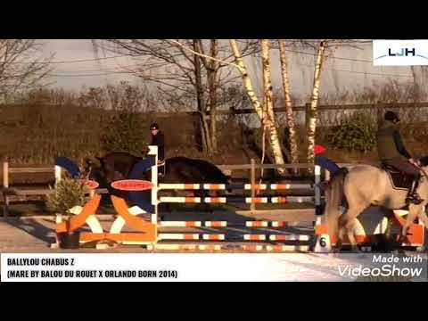 BALLYLOU CHABUS Z TRAINING SHOW BORNIVAL FEBRUARY 2021