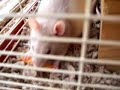 my rats eating cheeto puffs my rats eating cheeto puffs