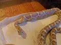 Repas gutt 6 corn snake eating gerbil #6 Repas gutt 6 corn snake eating gerbil #6