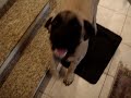 Cachorro burro Cachorro burro