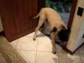 Cachorro burro