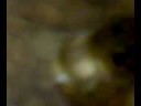 Filhote managuense engolindo yellow africano