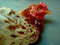 ROOSTER in martial position ? QUE FOLGA... ROOSTER in martial position ? QUE FOLGA...