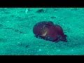 Осьминог Пауль Octopus Paul