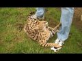Serval cat - a tame wildcat who acted like a domestic cat