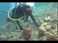PADI-CDP International Cleanup 2008