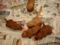 Hawaii Fi-do Service Dogs Ehu's 4 week old pups meet chicken wings!