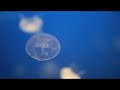 Medusas el baile de la Aurelia Aurita
