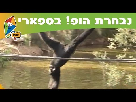 הופ! - ערוץ הופ! -
