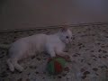 griffi en accion