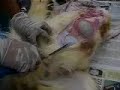 Click here to watch this video Part 4: Mengenali penyakit Ternakan Kambing