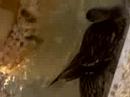 orlando-peabody-hotel-ducks.html