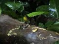 Kentucky Warbler
