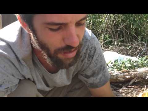 how to harvest pigeon peas