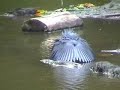 Slaty Egret