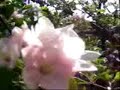Mari song \"Olmapu\" (Apple tree)