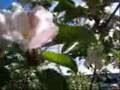 Mari song Olmapu (Apple tree)