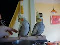 nymphensittich